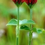 Trifolium rubens ഇല