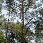 Pinus sylvestris অভ্যাস