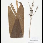 Geonoma leptospadix Fruto