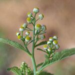 Dichrocephala integrifolia Blodyn