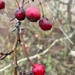 Crataegus laciniata Fruit