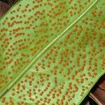 Microsorum punctatum Frucht