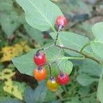 Solanum dulcamara Плод