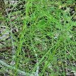 Equisetum pratense برگ