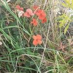 Papaver dubiumKwiat