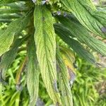 Echium strictum Листок