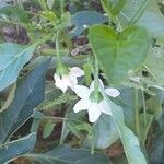 Capsicum annuum 花