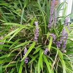 Liriope muscari 花