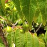 Rhus succedanea Fruit