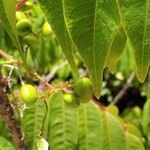 Toxicodendron succedaneum Fruit