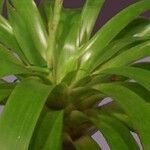 Vriesea zamorensis Hoja