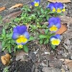 Viola tricolorBloem