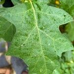 Solanum aethiopicum পাতা