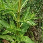 Scrophularia umbrosa Leaf