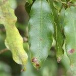 Syzygium cymosum Ліст