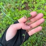 Trifolium dubium Leaf
