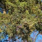 Juniperus virginiana 果実