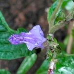 Plectranthus brevimentum