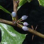 Berberis asiatica Habitus