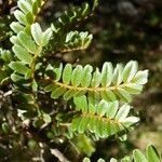 Sophora denudata Hoja