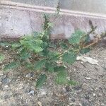 Amaranthus viridis Φύλλο
