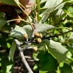 Quercus ilicifolia Frukto