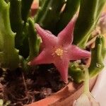 Stapelia divaricata Fiore