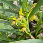 Maxillaria gomeziana Flower