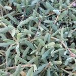 Sesuvium portulacastrum List