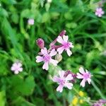 Silene muscipula Flower