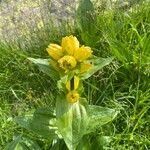 Gentiana punctata ফুল