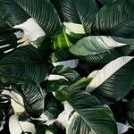 Spathiphyllum blandum Leht