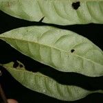 Iryanthera sagotiana 叶