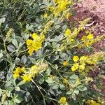 Crotalaria emarginellaFloro