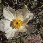 Argemone pleiacantha Flower