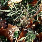 Bidens subalternans Blad