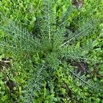 Cynara humilis Habit