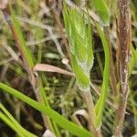 Philydrum lanuginosum Leaf