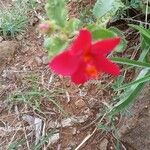 Hibiscus aponeurus Blüte