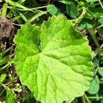Centella asiatica Folha