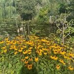 Rudbeckia fulgida অভ্যাস