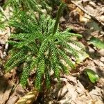 Lycopodium dendroideum Blatt