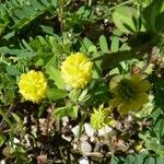 Trifolium campestre മറ്റ്