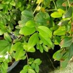 Plinia cauliflora 葉