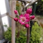 Malus × floribunda Siebold ex Van HoutteЦветок