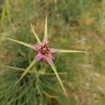 Tragopogon angustifolius 葉