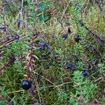 Empetrum nigrum Fruto