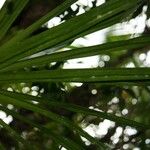 Pandanus purpurascens Hoja