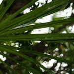 Pandanus purpurascens 葉