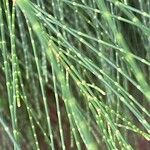 Allocasuarina torulosa Blad